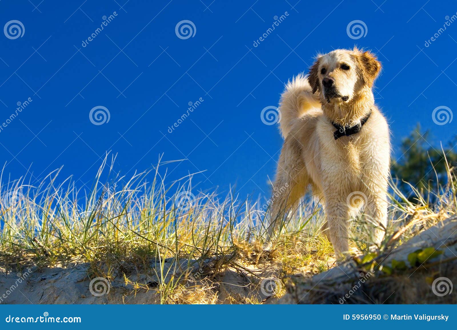 golden beginnings golden retriever rescue inc golden retriever golden retriever thank you thanksgiving cards breeds picture golden beginnings golden retriever rescue inc golden retriever golden retriever thank you thanksgiving cards breeds picture