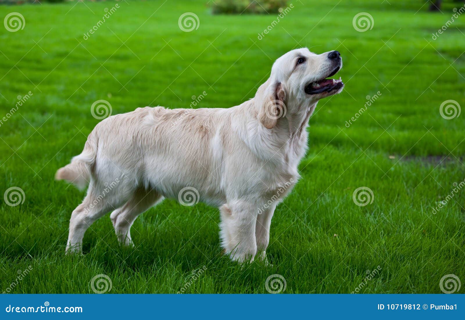 golden retriever with green golden retriever on the green grass stock photography image 10719812 golden retriever with green golden retriever on the green grass stock photography image 10719812