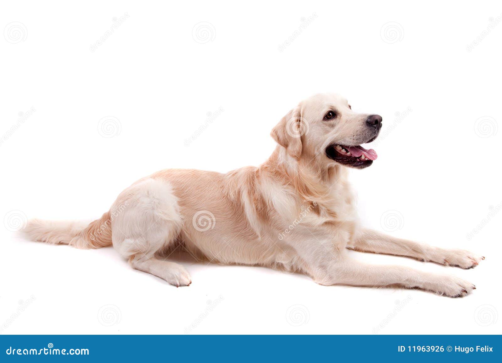 golden retriever portrait golden retriever portrait royalty free stock image image 11963926 golden retriever portrait golden retriever portrait royalty free stock image image 11963926
