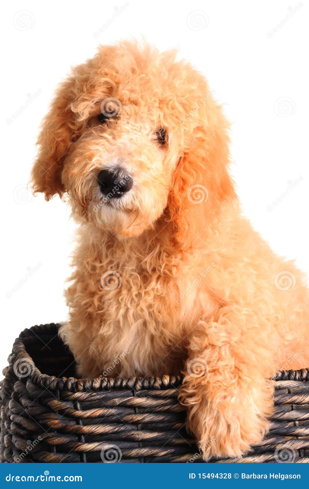 free goldendoodle puppies goldendoodle puppy royalty free stock photos image 15494328 free goldendoodle puppies goldendoodle puppy royalty free stock photos image 15494328