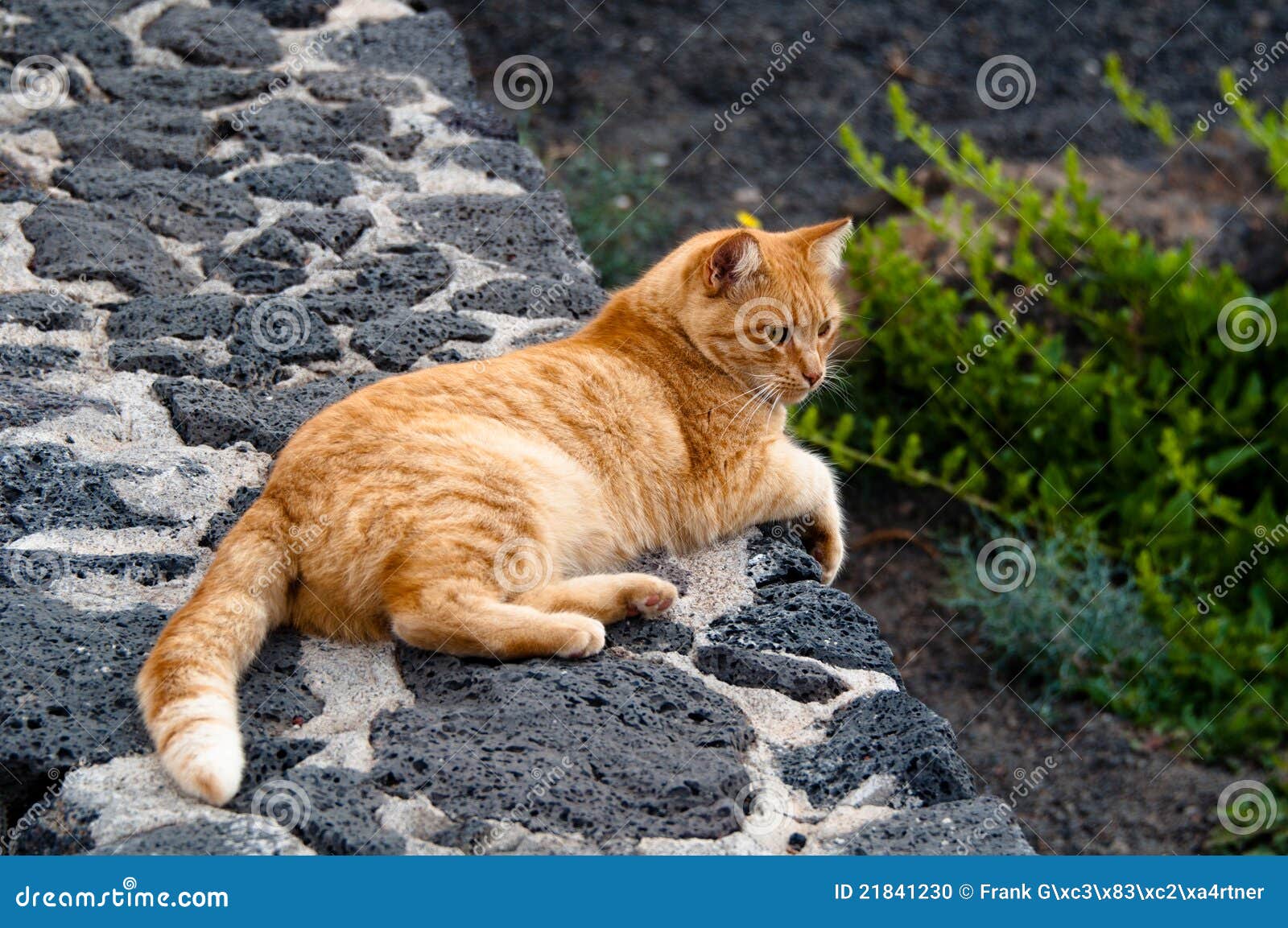 http://thumbs.dreamstime.com/z/goldene-katze-21841230.jpg