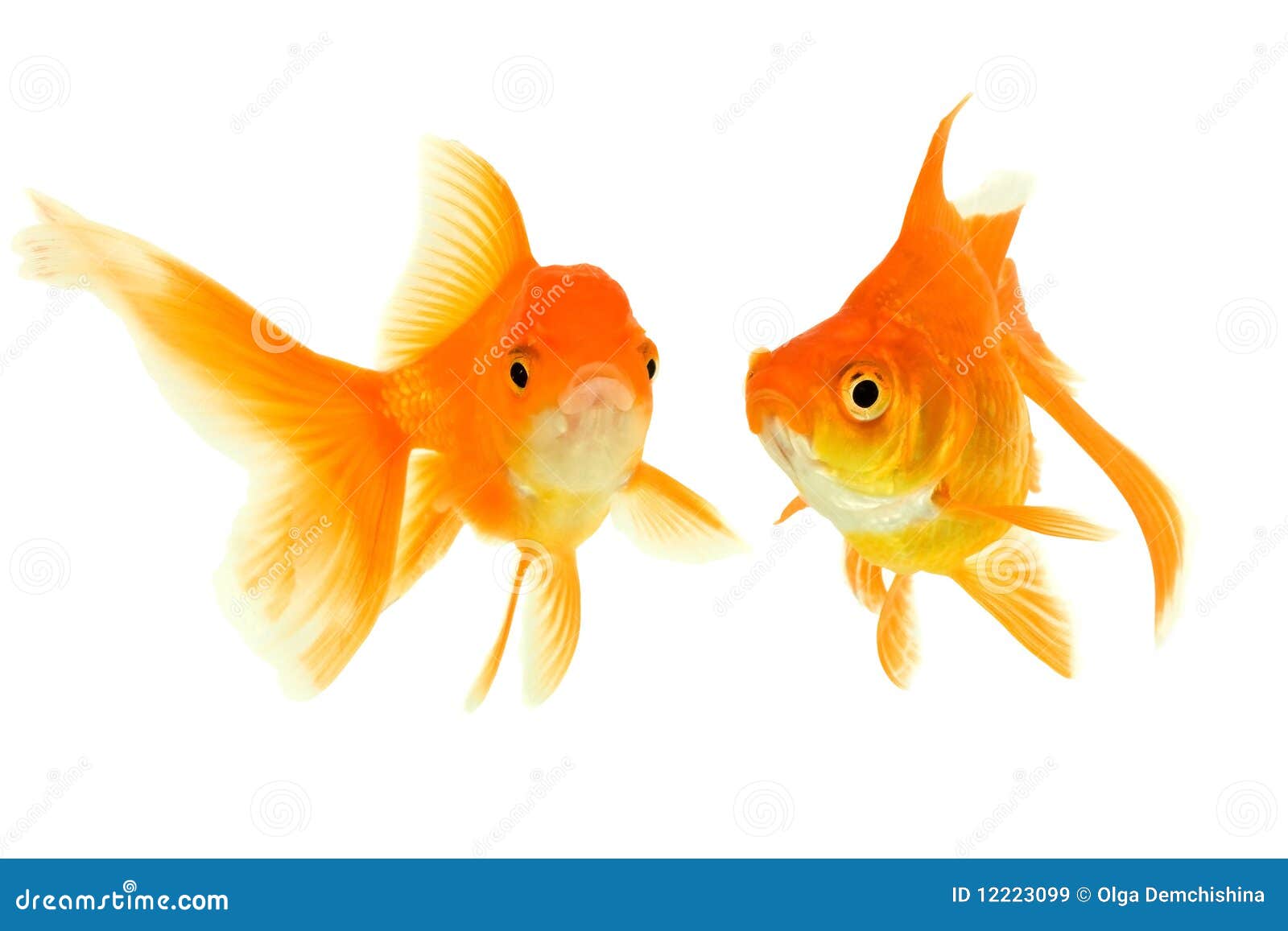 Goldfishes [1983]