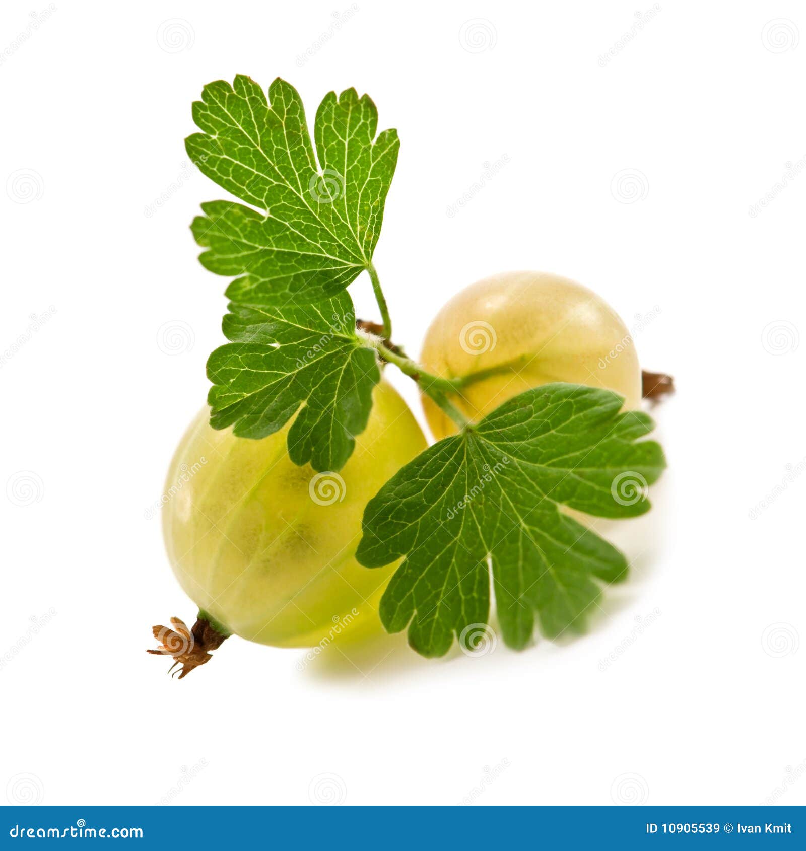 gooseberry clipart - photo #27