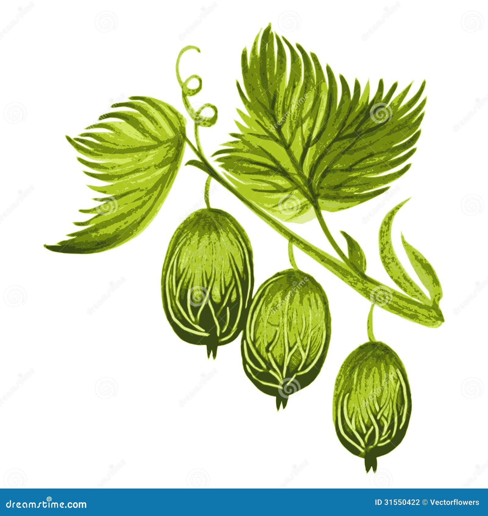 gooseberry clipart - photo #21