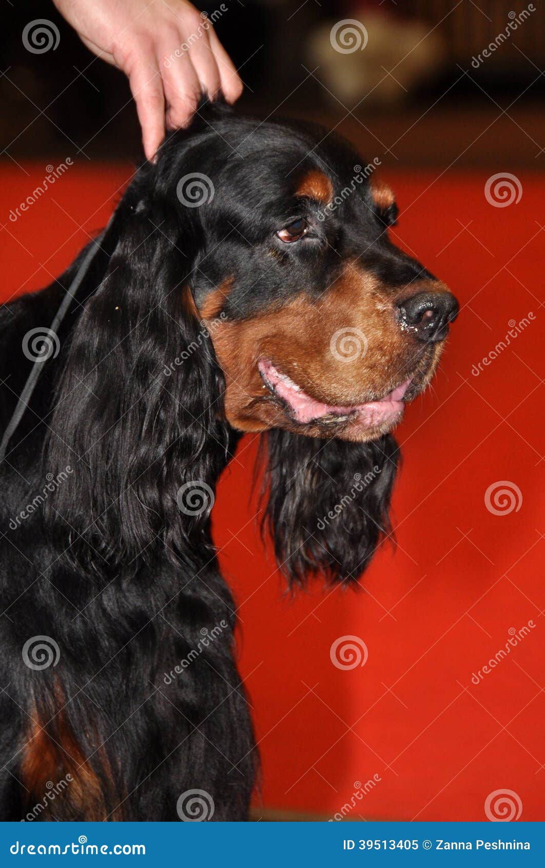 The Game Plan Dog Breed The Game Plan Dog Breed