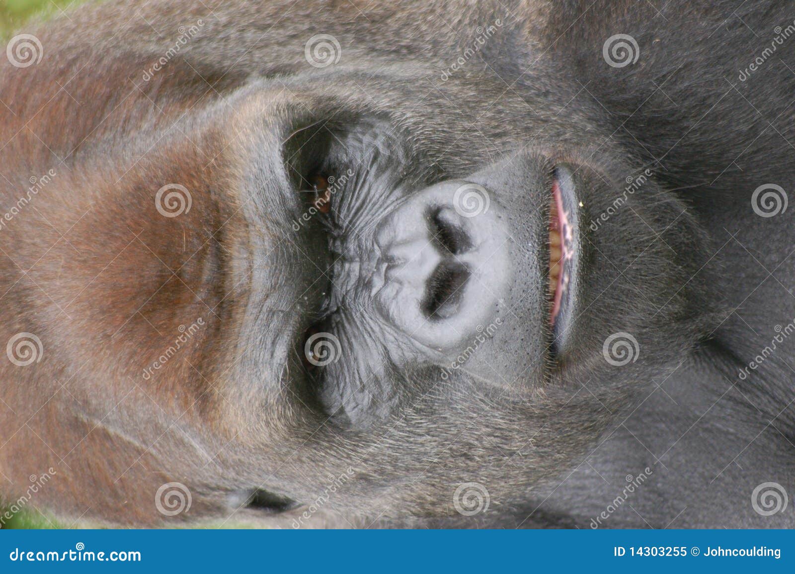 Gorilla Face Royalty Free Stock Photo - Image: 14303255