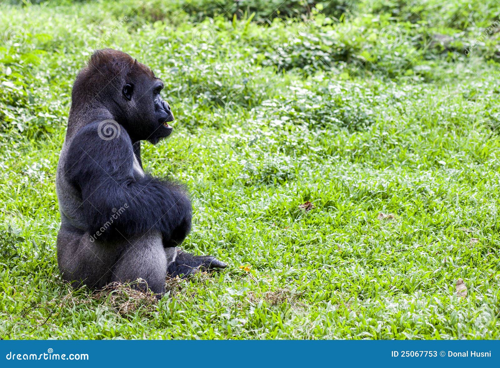 foto ragunan