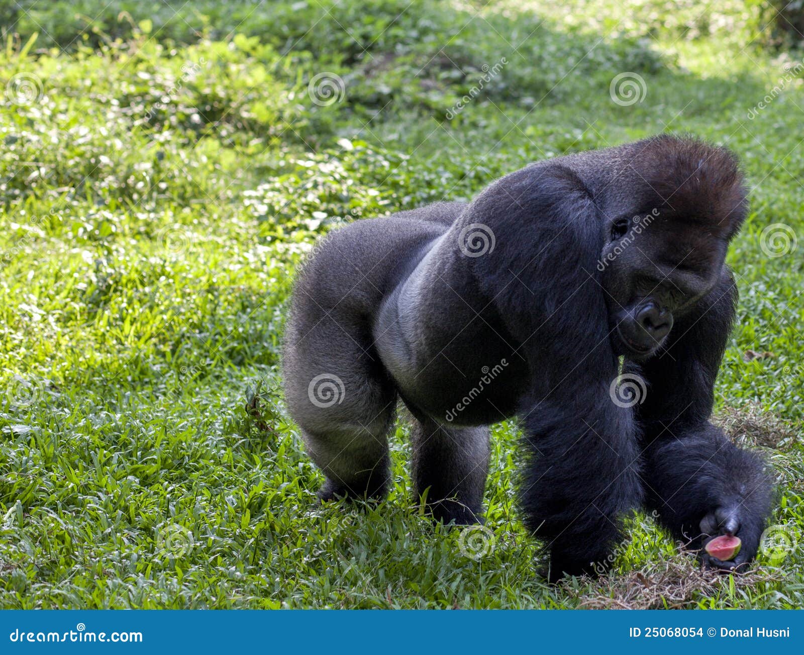 video ragunan video ragunan