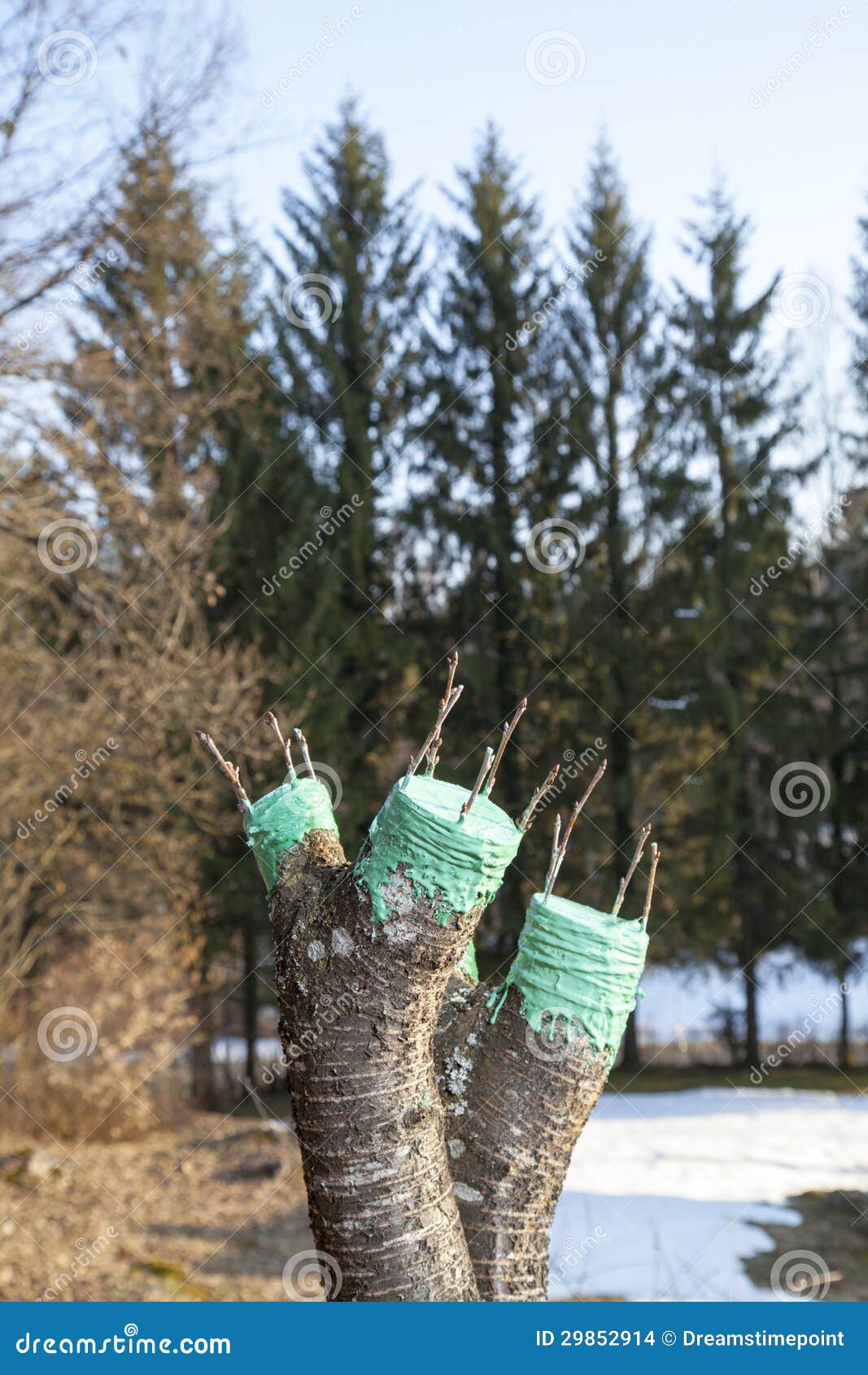 Grafting Fruit Tree Stock Images Image 29852914