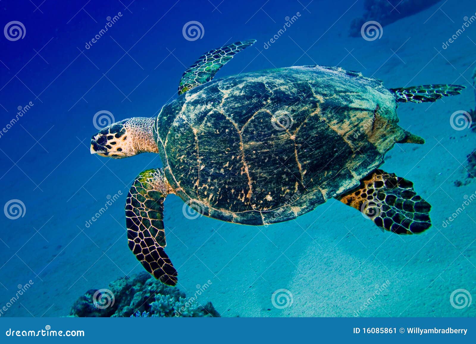 clipart tortue de mer - photo #10