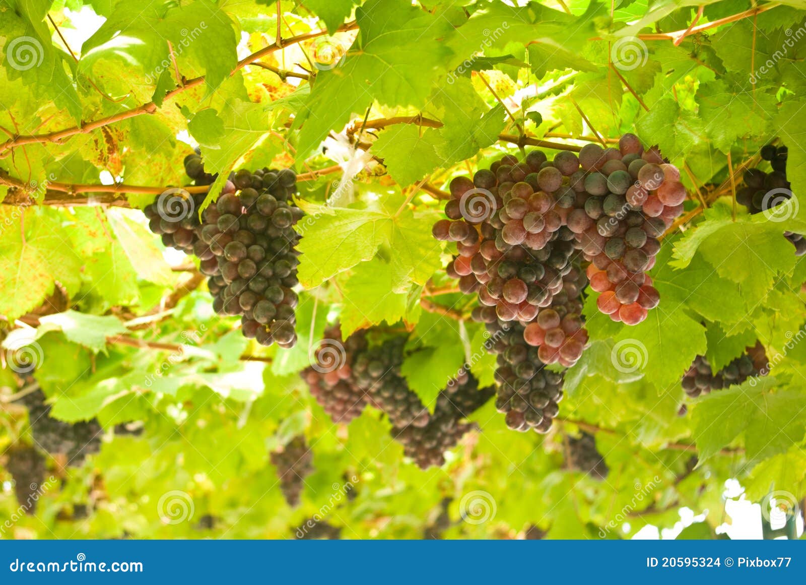 Grape Fruit On Tree In Vineyards Stock Images Image 20595324