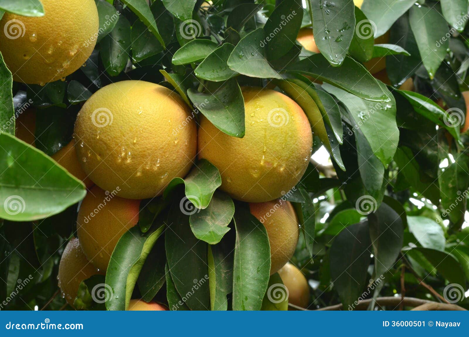 grapefruits-tree-fresh-rain-36000501.jpg