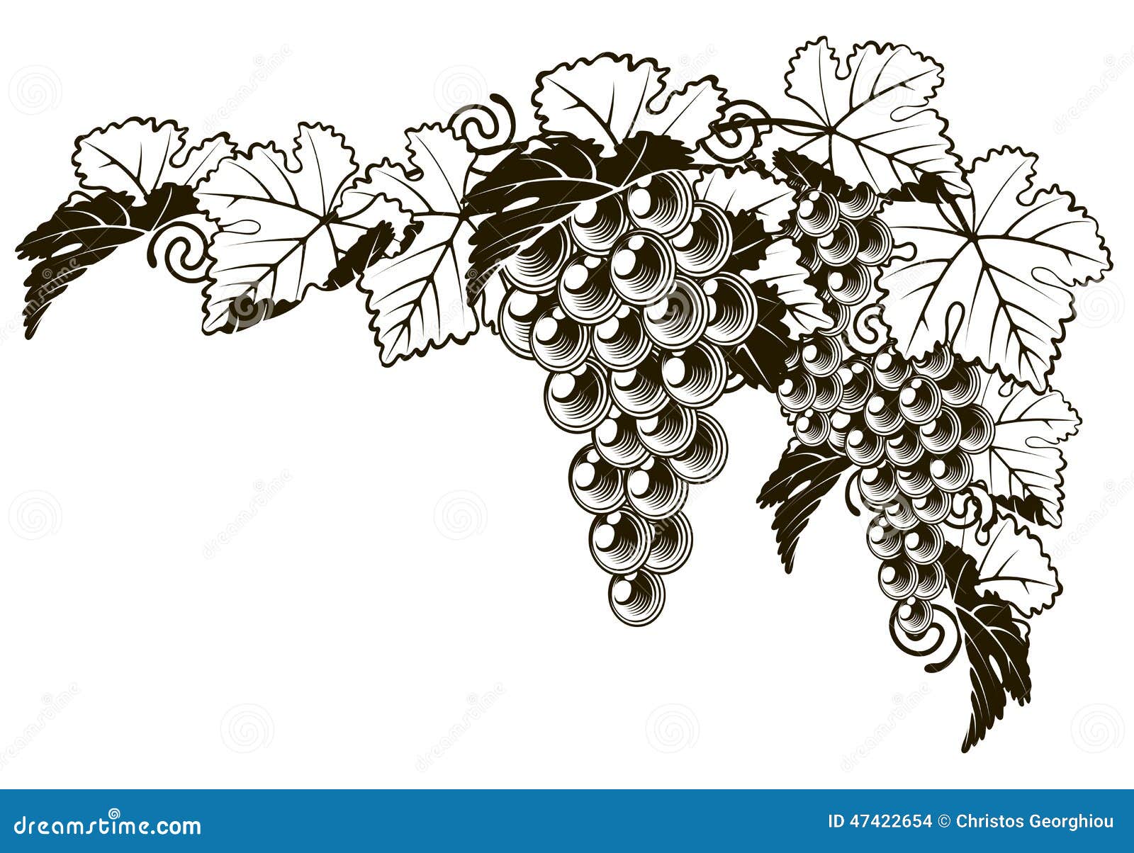 Grapes Vintage Style Design Stock Vector - Image: 47422654
