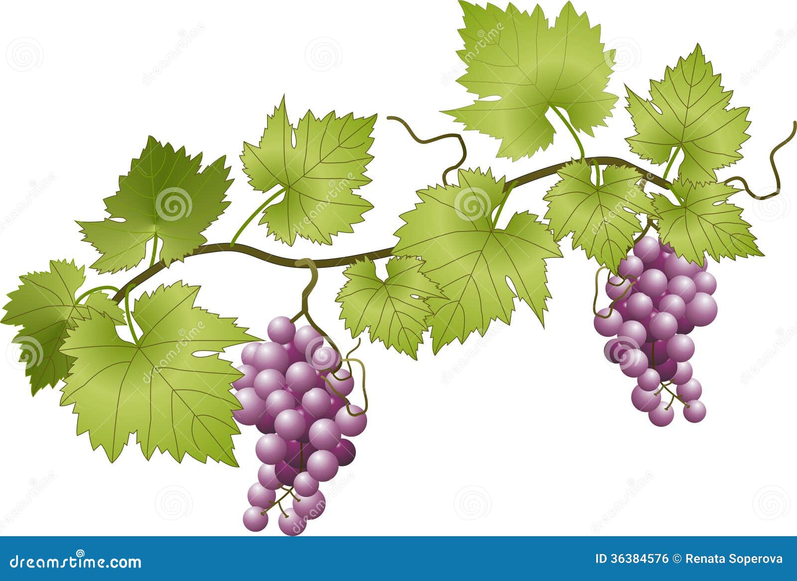 Grape Vine Leaves