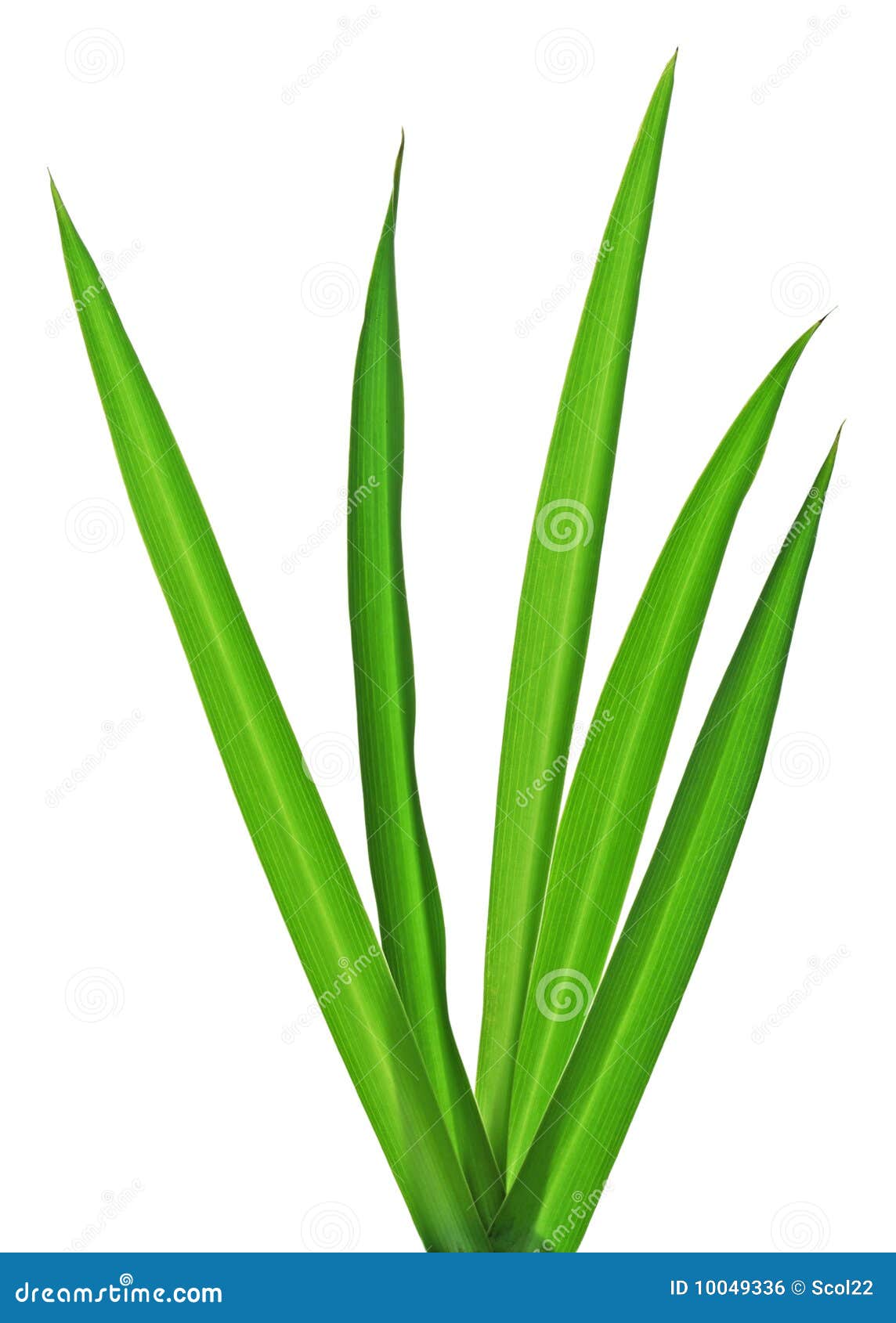 clip art grass blades - photo #46