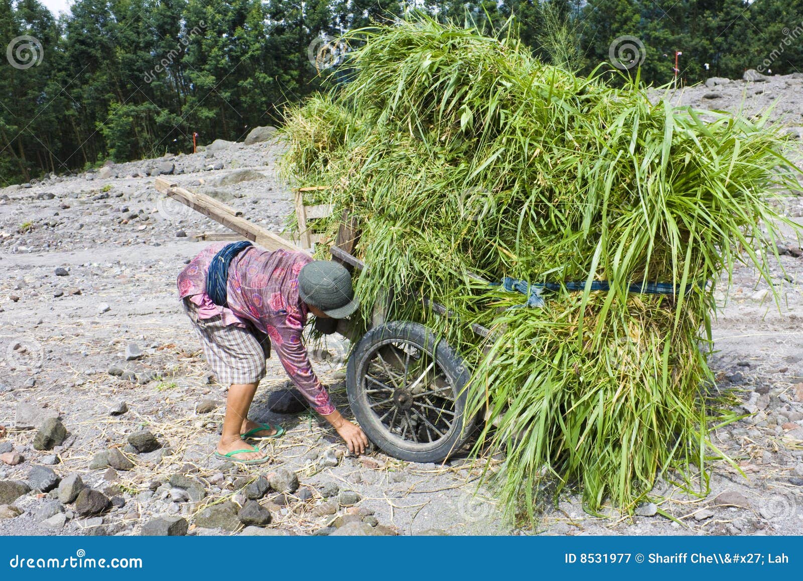  - grass-collecting-mount-merapi-indonesia-8531977