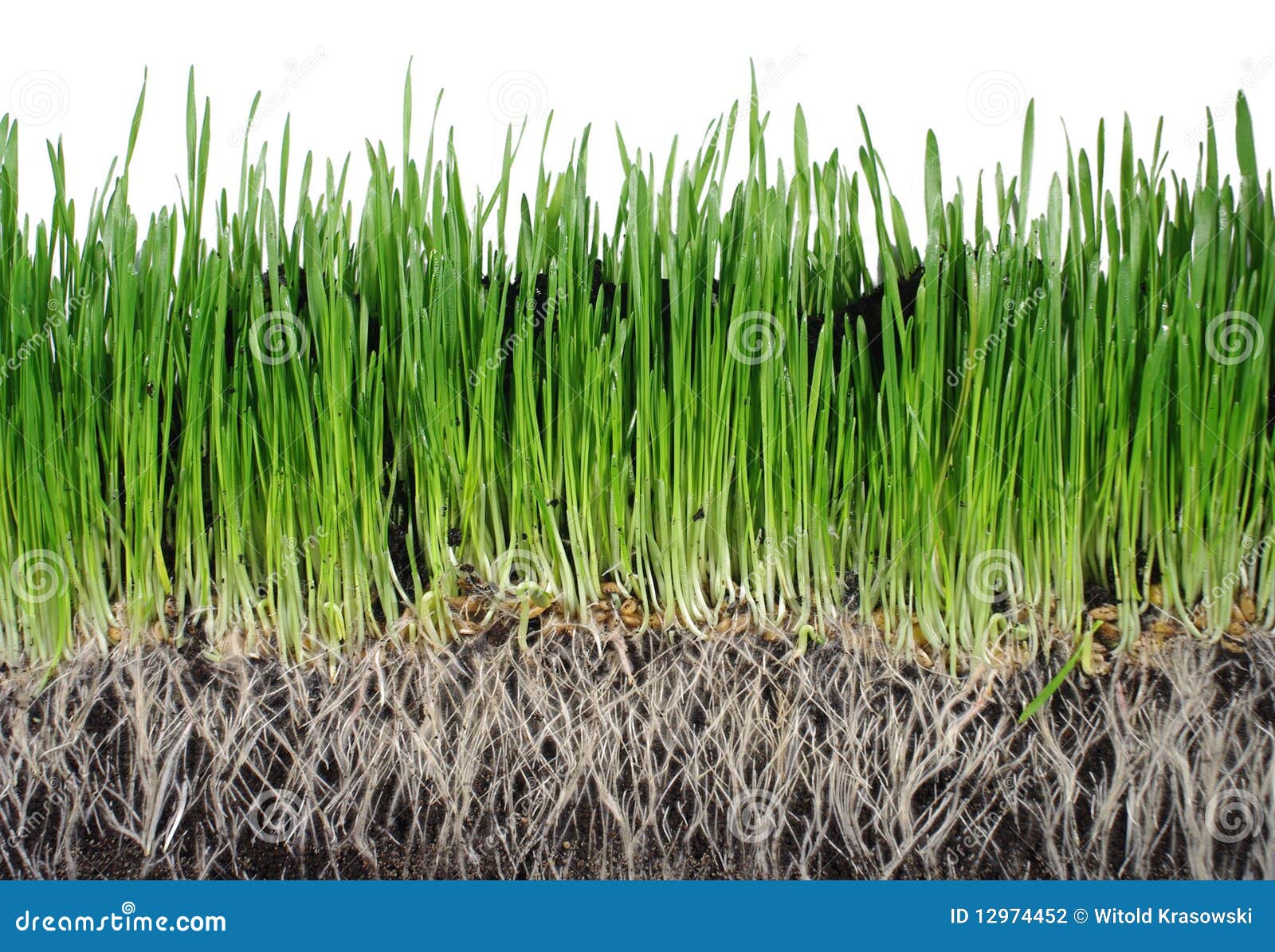 Grass From Roots Stock Photography Image 12974452