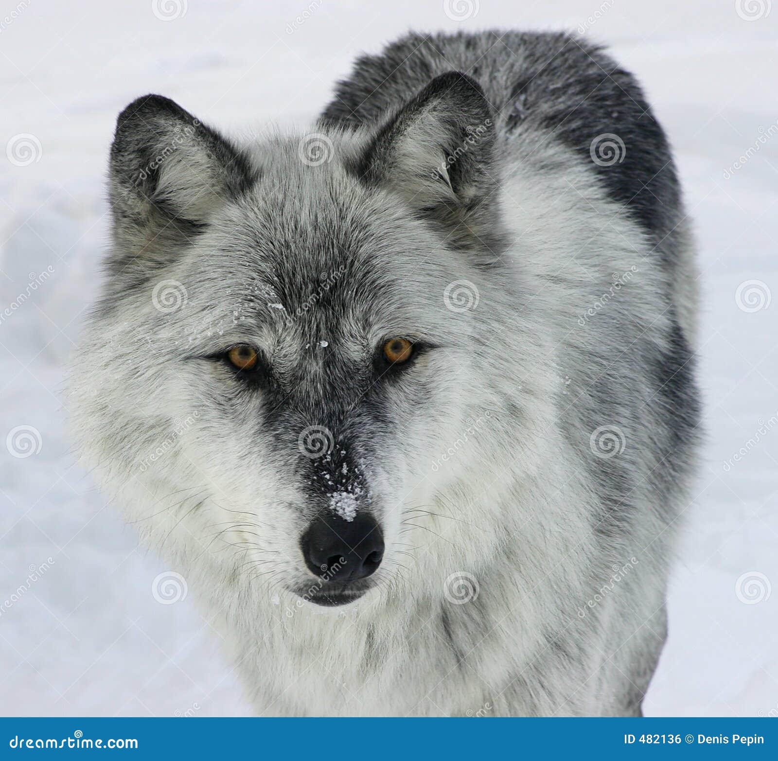 http://thumbs.dreamstime.com/z/grauer-wolf-482136.jpg