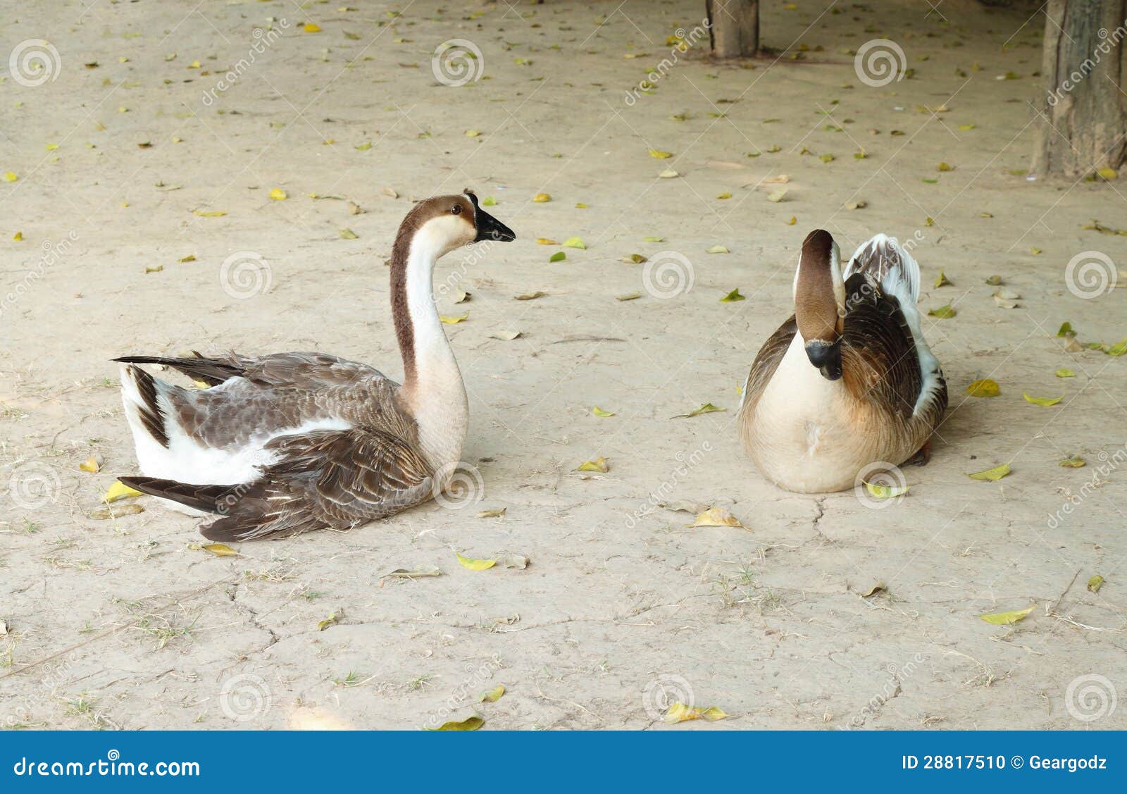 Gray Goose Resting On The Ground Gray Goose Resting On The Ground Stock Photo Image 28817510