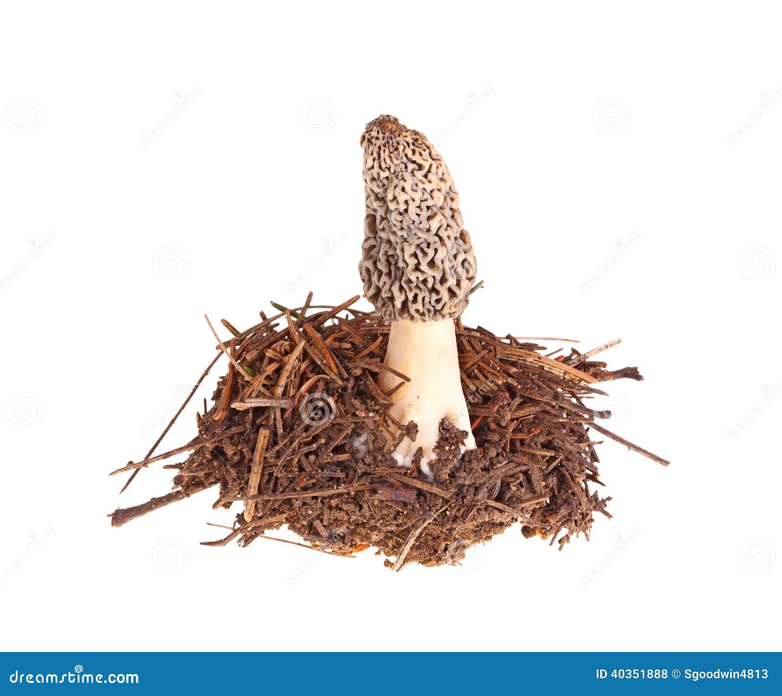 morel mushroom clip art - photo #29