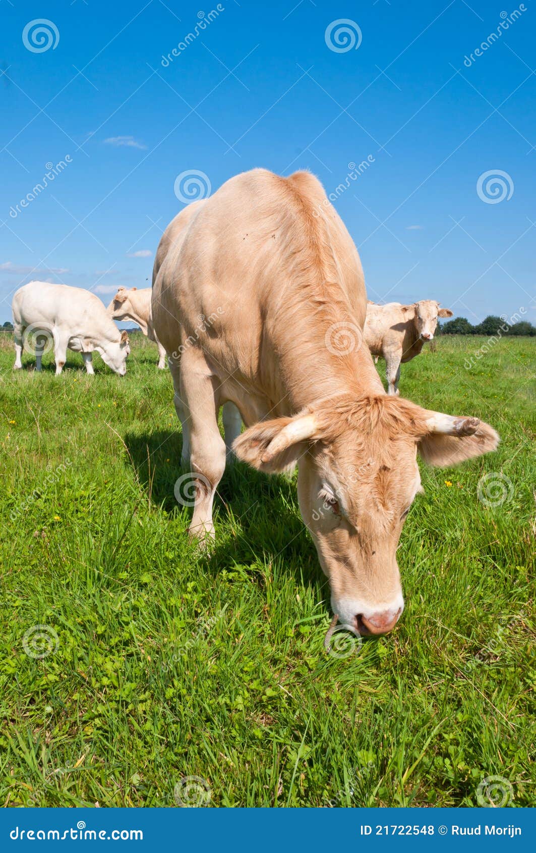 Grazing Light Brown Cow In A Sunny Meadow Royalty Free Stock Photos Image