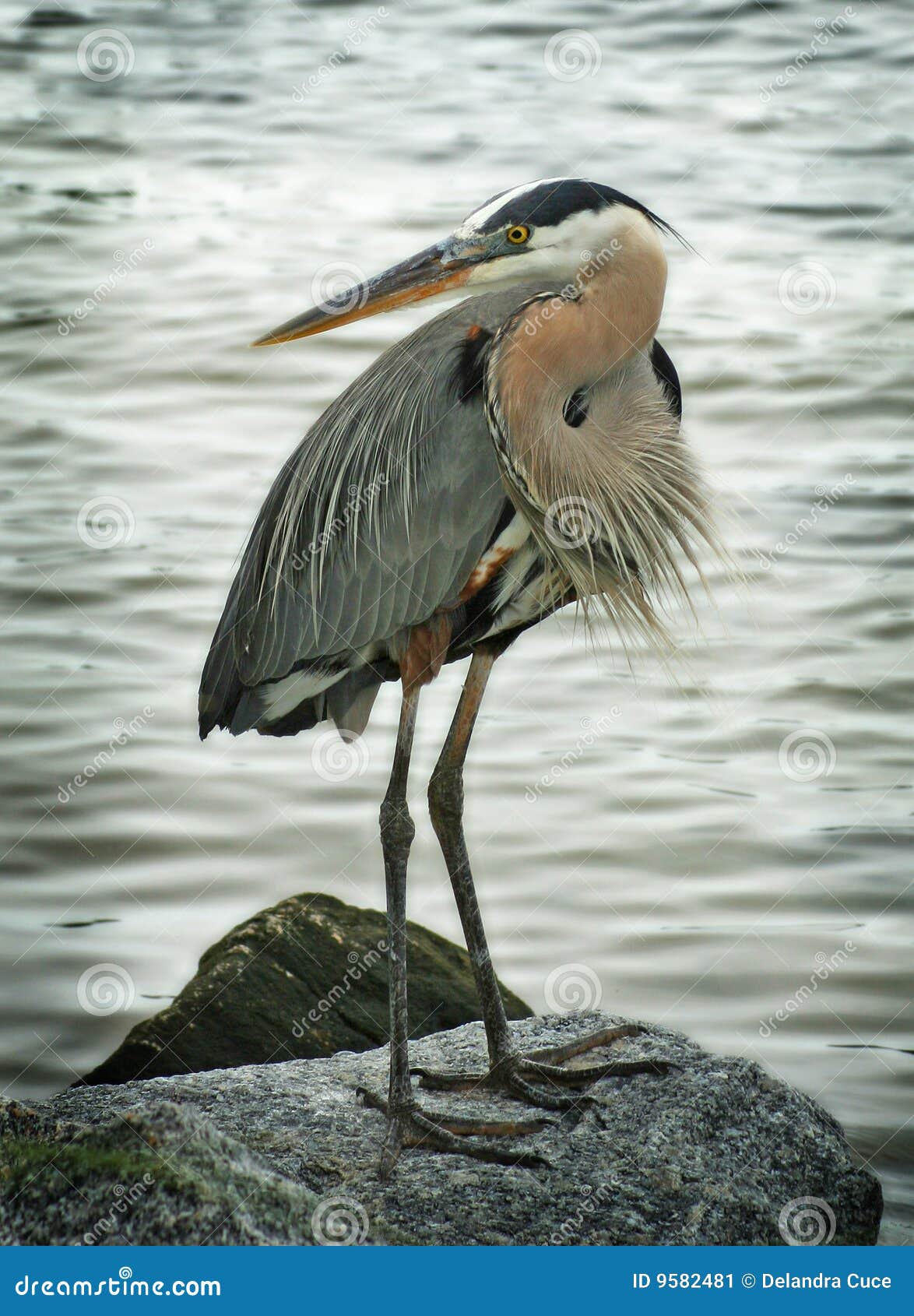 Great Blue Heron Bird