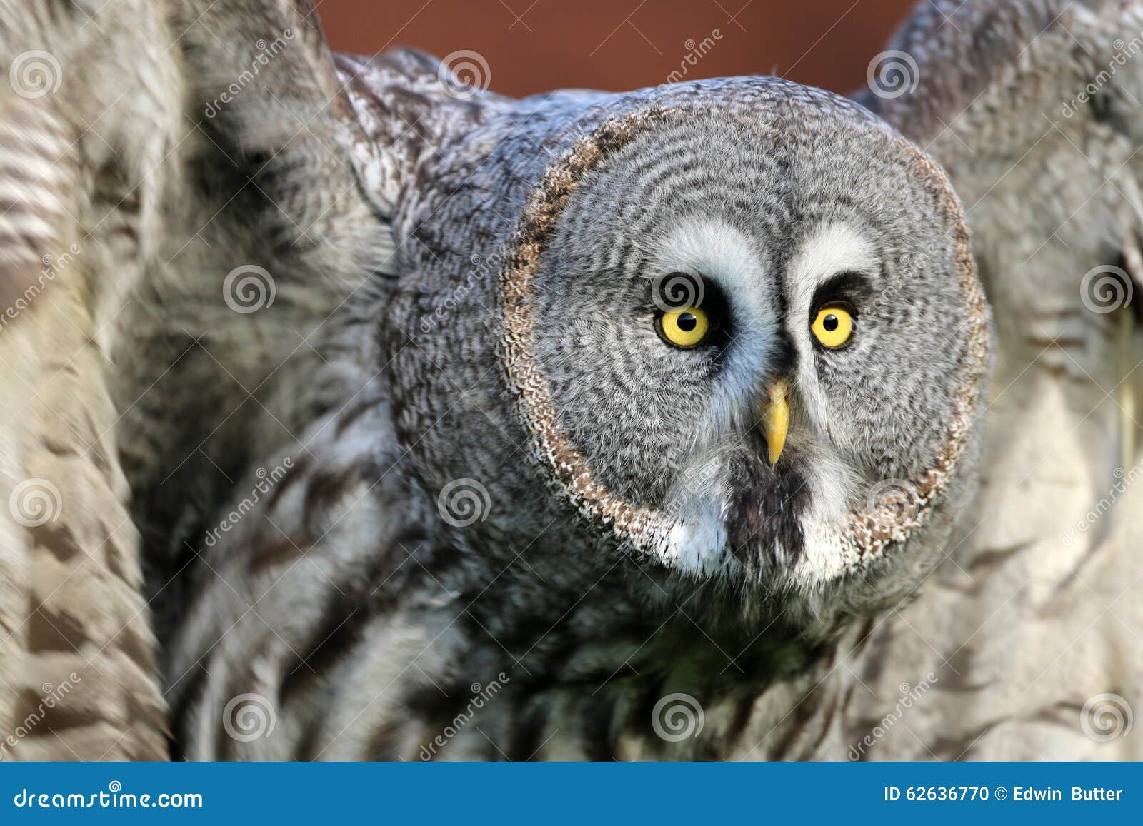 Grey Owl [1999]