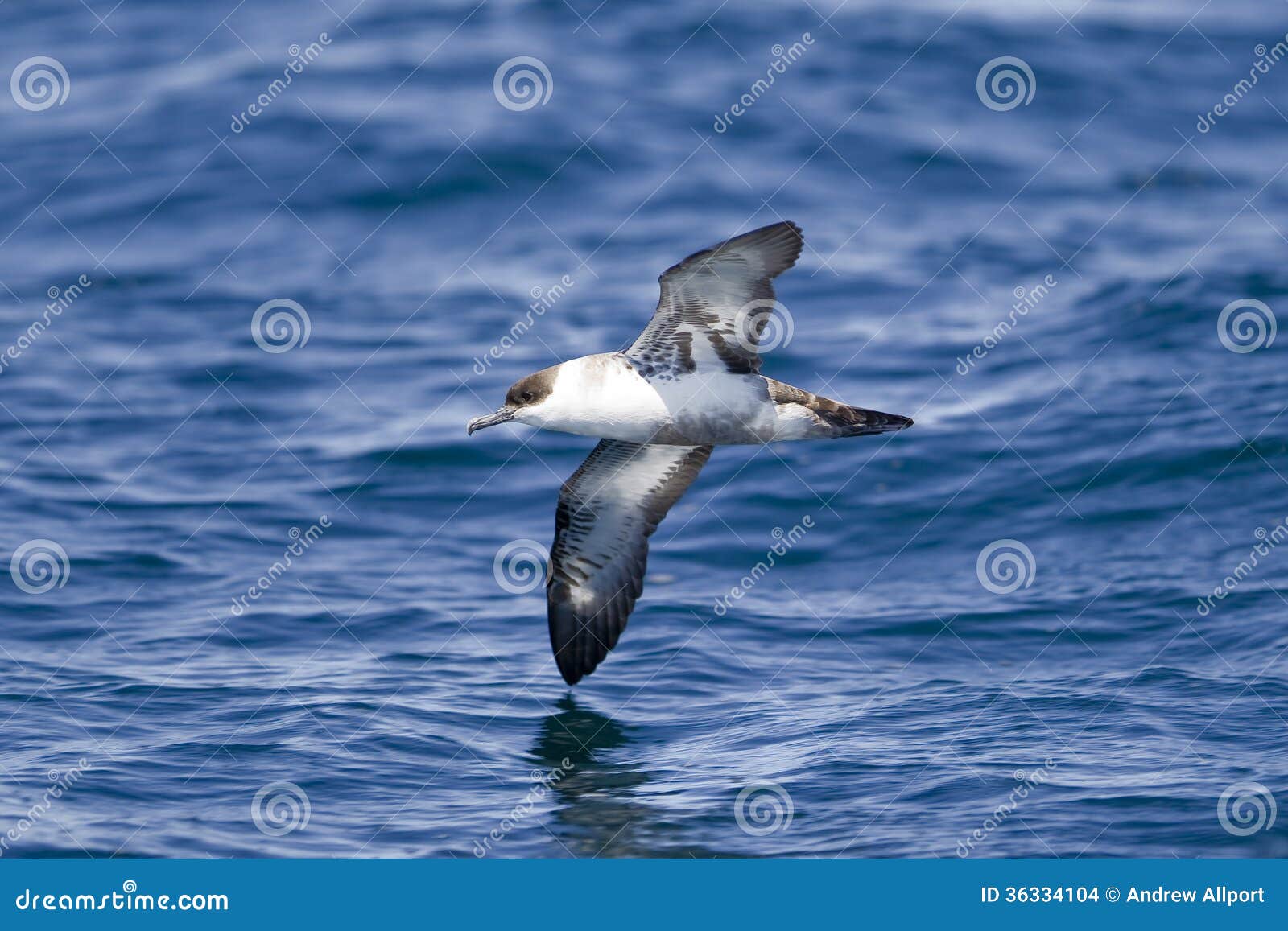 shearwater divorced singles Procellariiformes are strictly socially monogamous, can require several years to form pair bonds, seldom divorce and can exhibit extreme choosiness during mate selection the phenomenon. shearwater divorced singles Procellariiformes are strictly socially monogamous, can require several years to form pair bonds, seldom divorce and can exhibit extreme choosiness during mate selection the phenomenon.