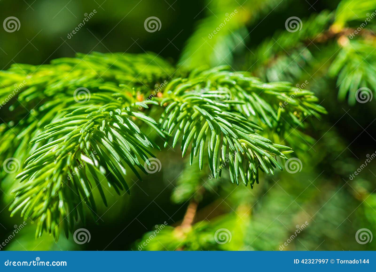 Green Branch And Needles Of A Spruce Tree Stock Photo - Image: 42327997