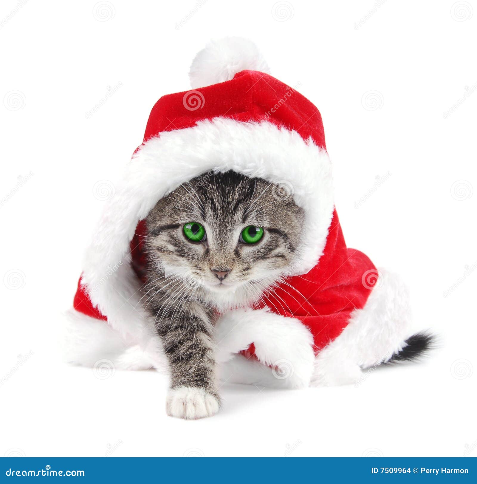 free christmas kitten clipart - photo #27