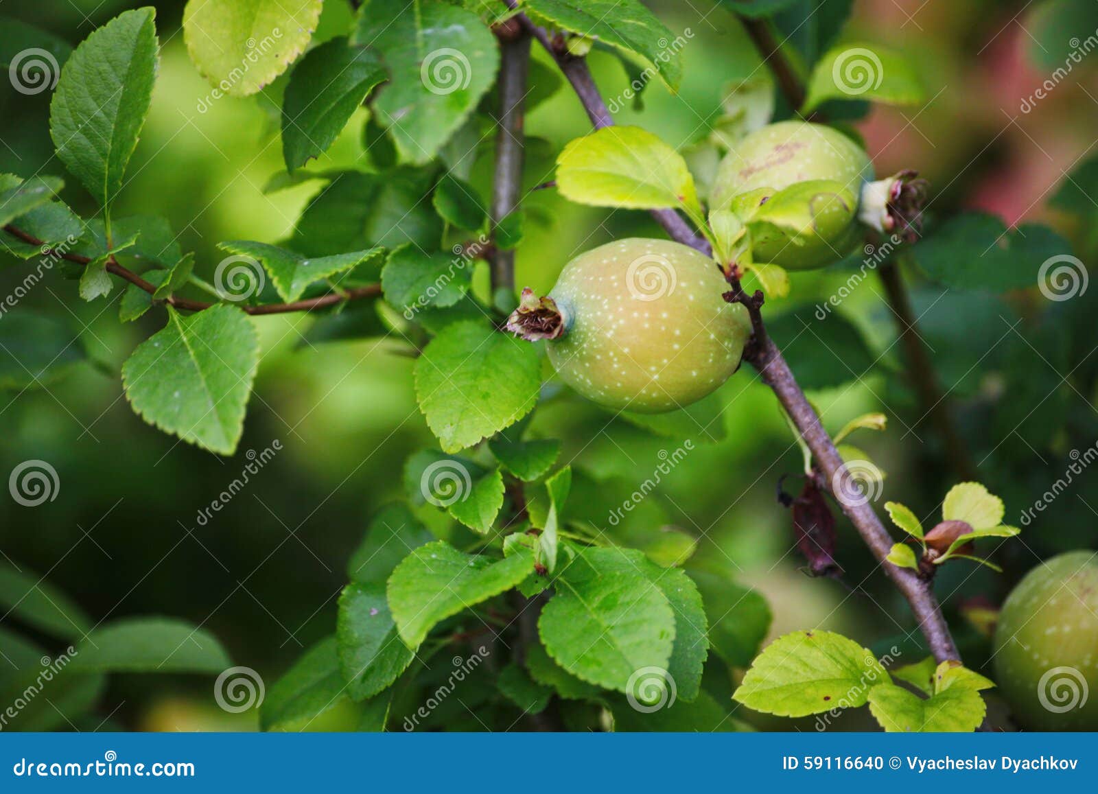 japanese quince symbolism Symbolism of flowers and fruit in chinese art with entries for peonies, persimmons, plums, apricots, lotuses and many others. japanese quince symbolism Symbolism of flowers and fruit in chinese art with entries for peonies, persimmons, plums, apricots, lotuses and many others.