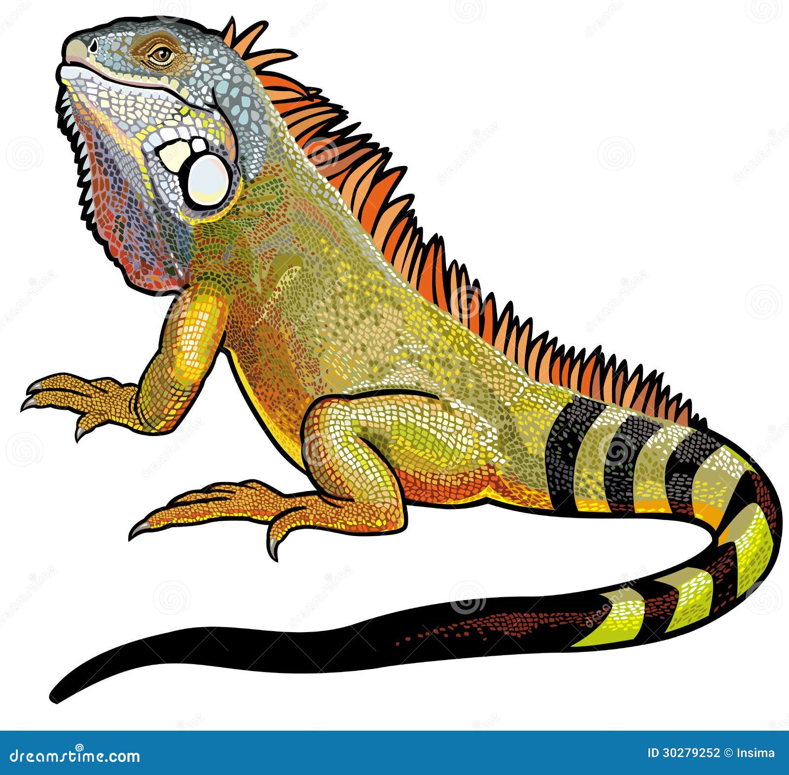 iguana illustrations clipart - photo #9