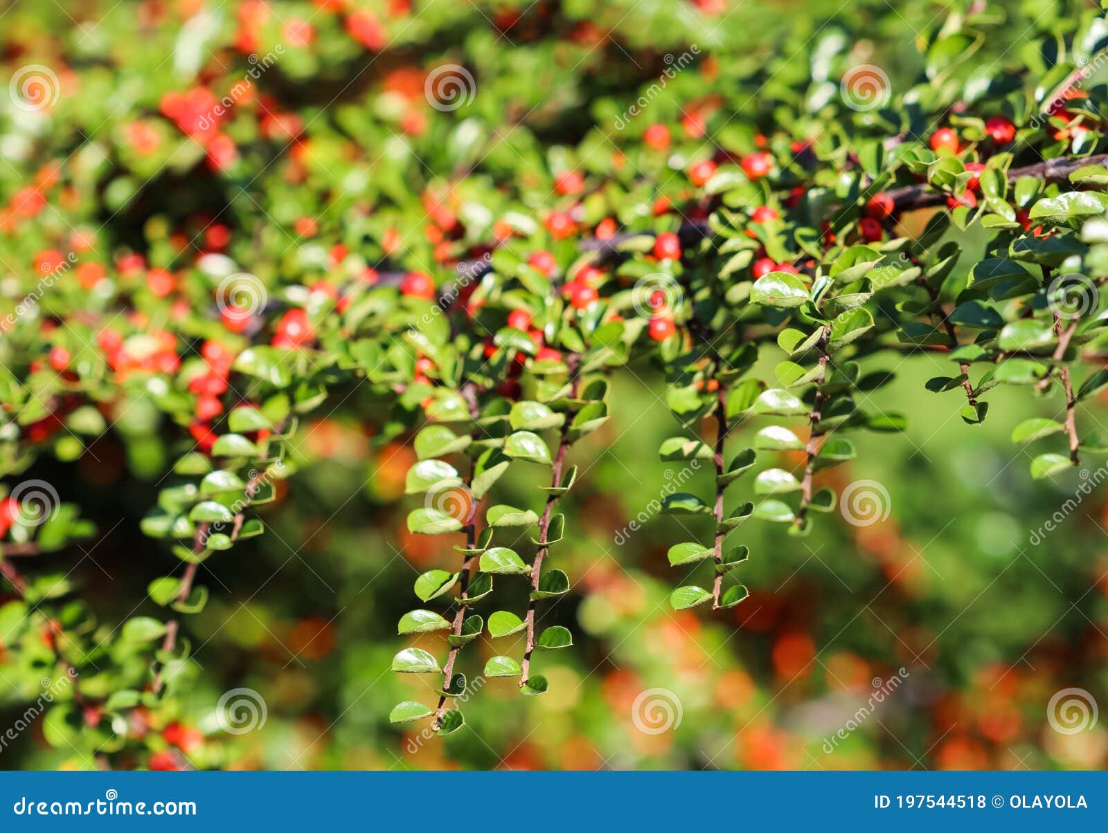 Green Leaves On The Branches Of A Horizontal Cotoneaster Bush In A