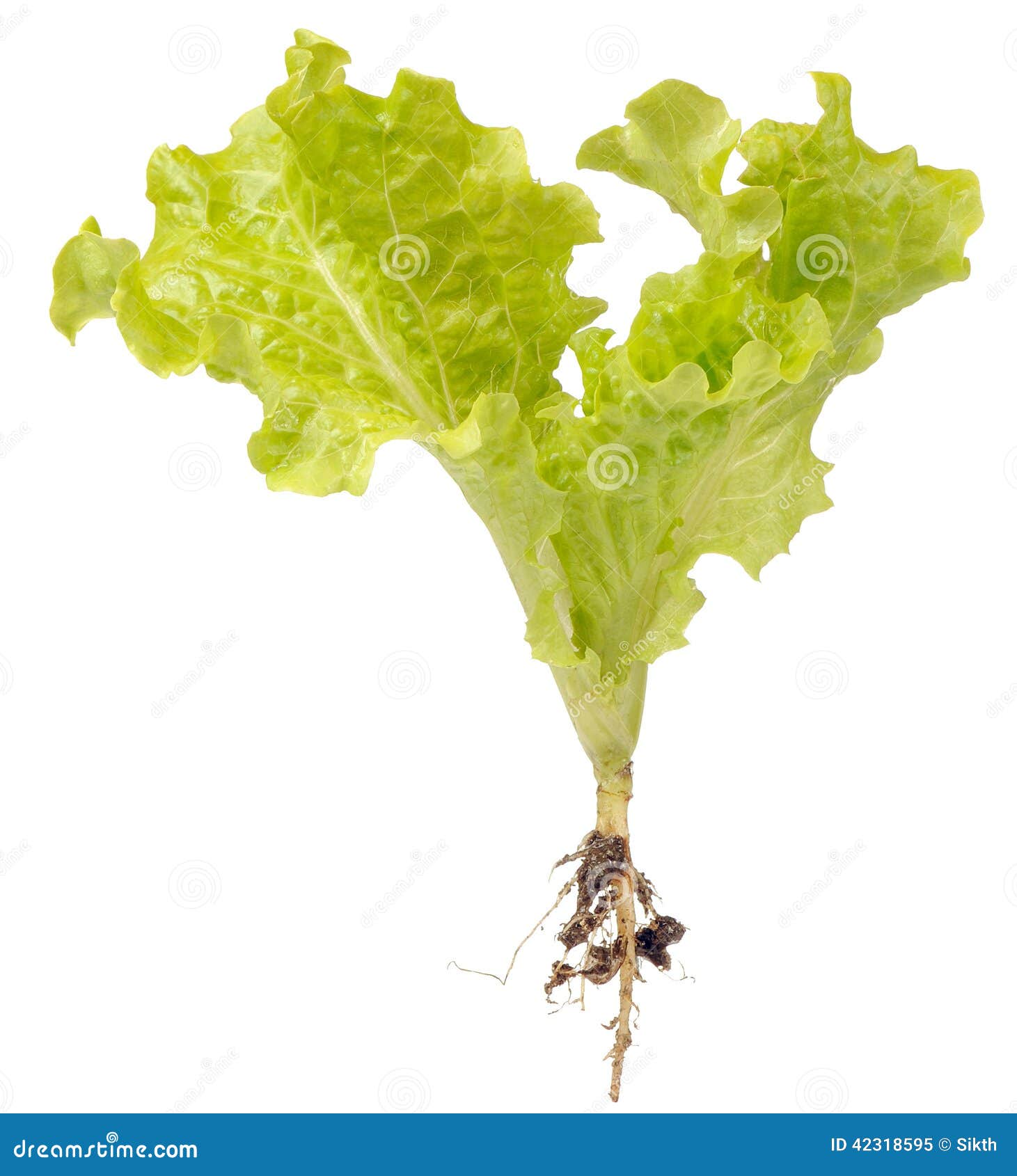 Green Lettuce With Roots Isolated On White Background 