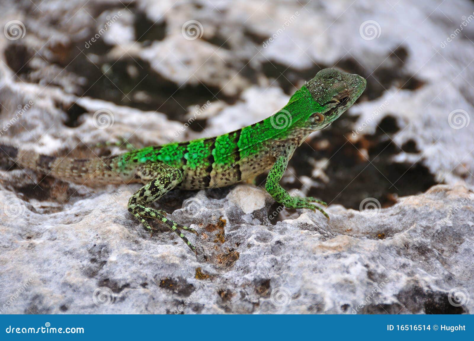 Green Lizard, Mexico Stock Images Image 16516514
