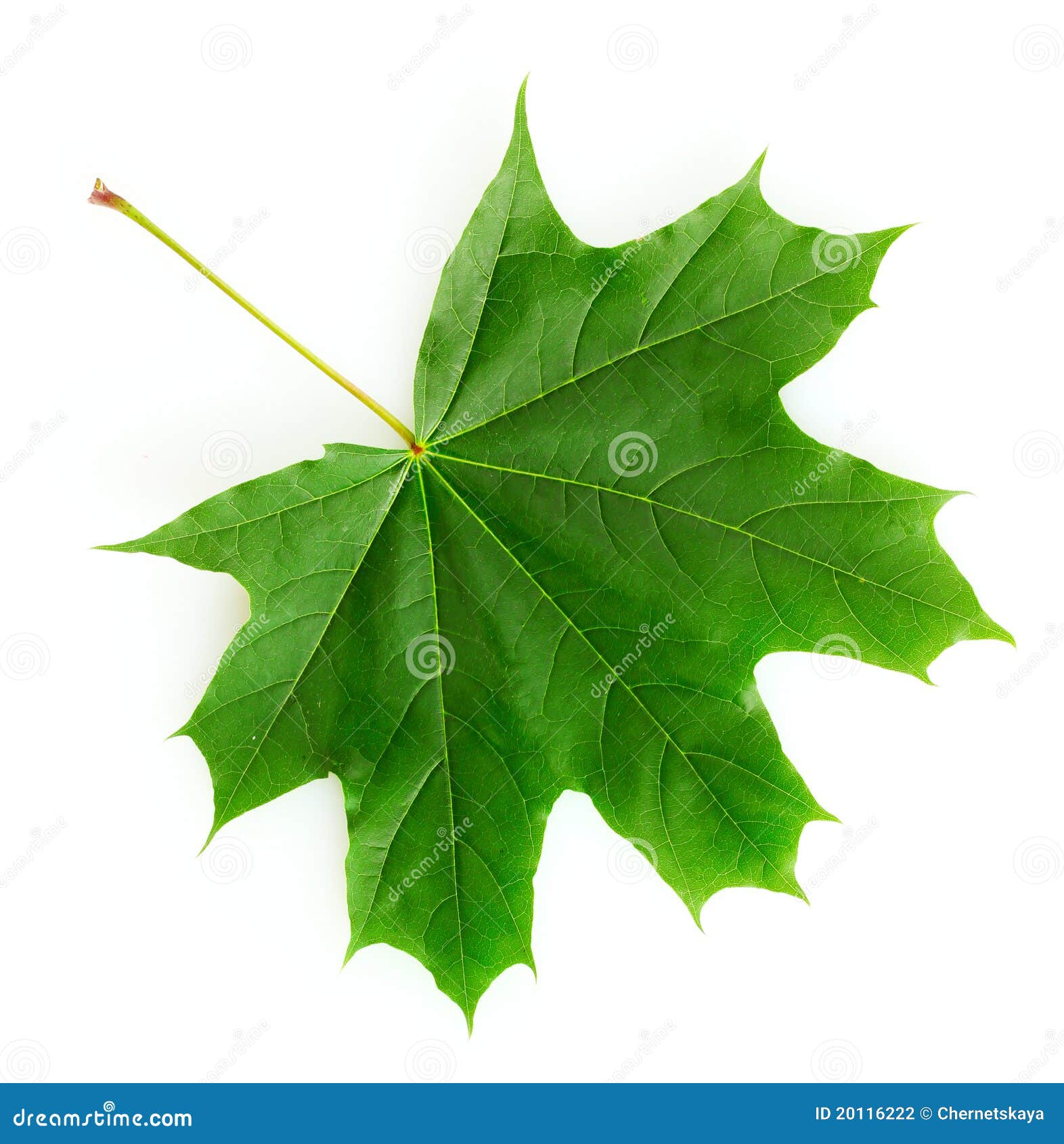 clipart green maple leaf - photo #42