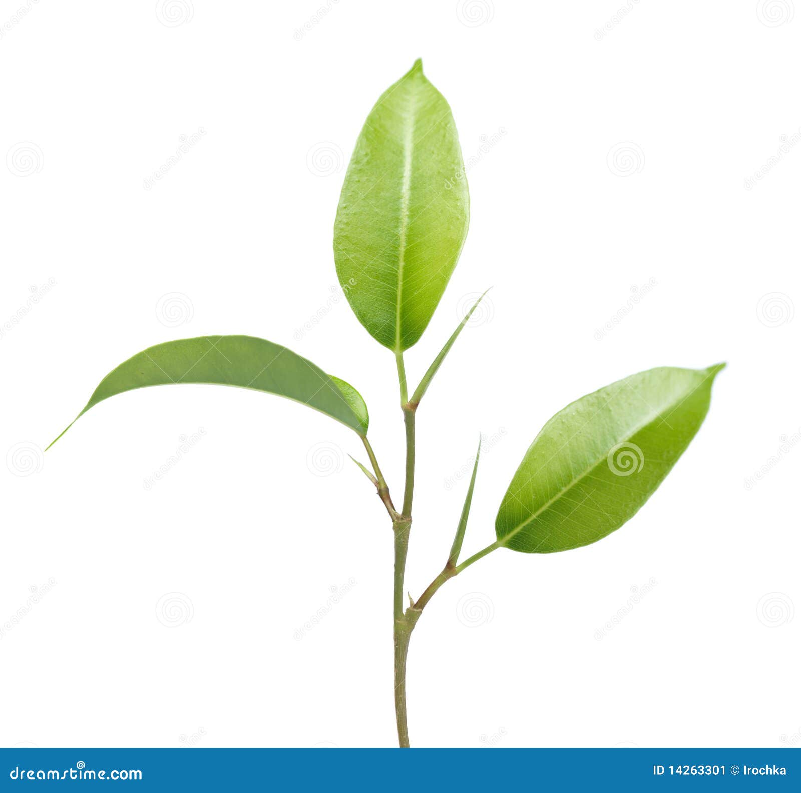 My Image 10