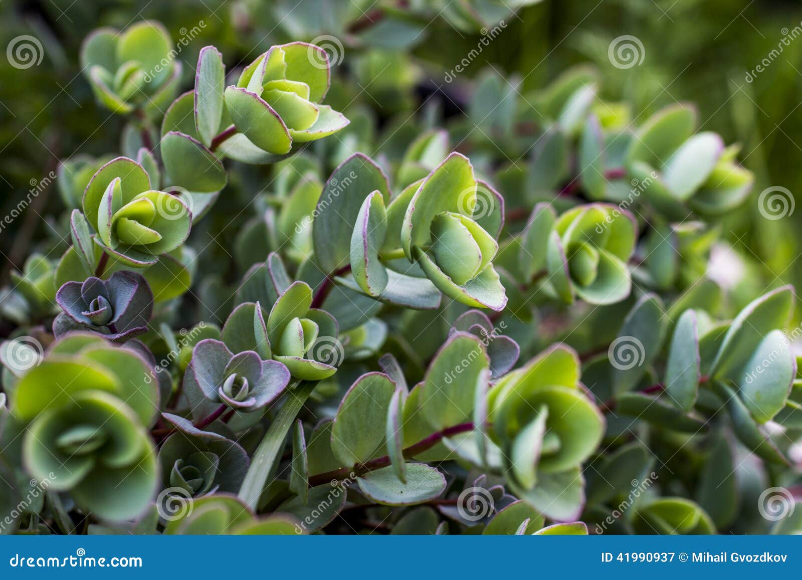 green plants stock photo image 41990937 green plants stock photo image 41990937