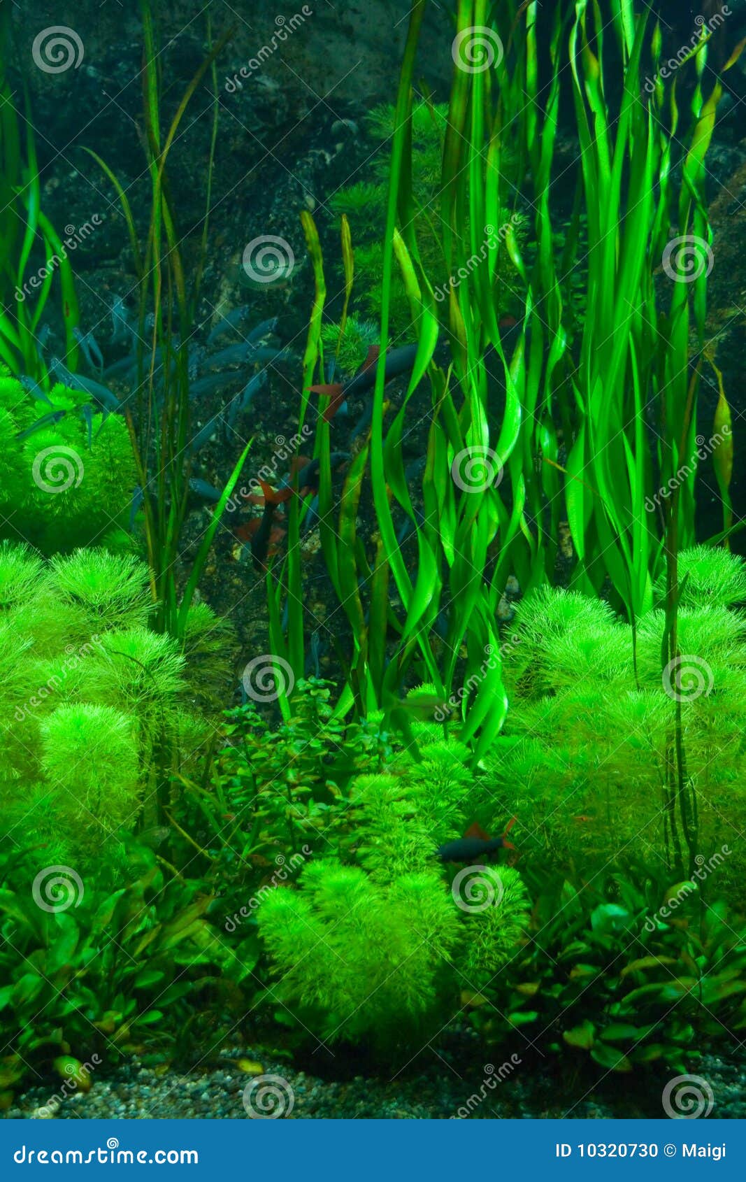 Green seaweed