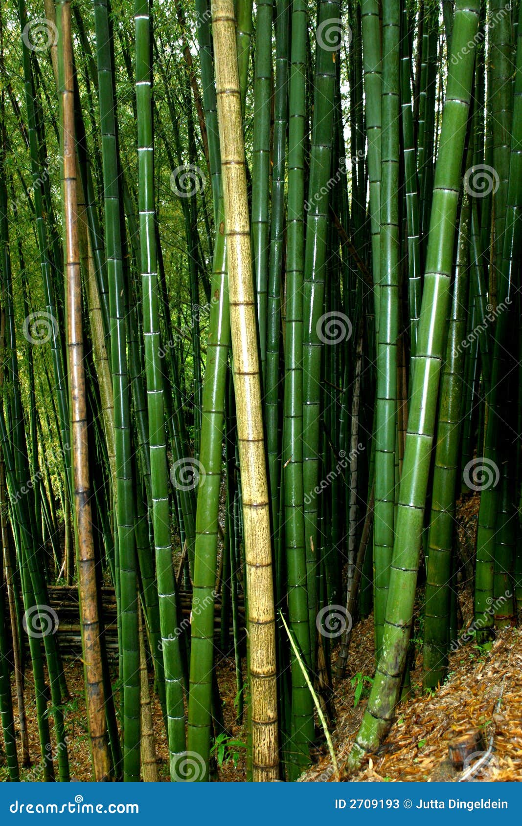 großer bambus