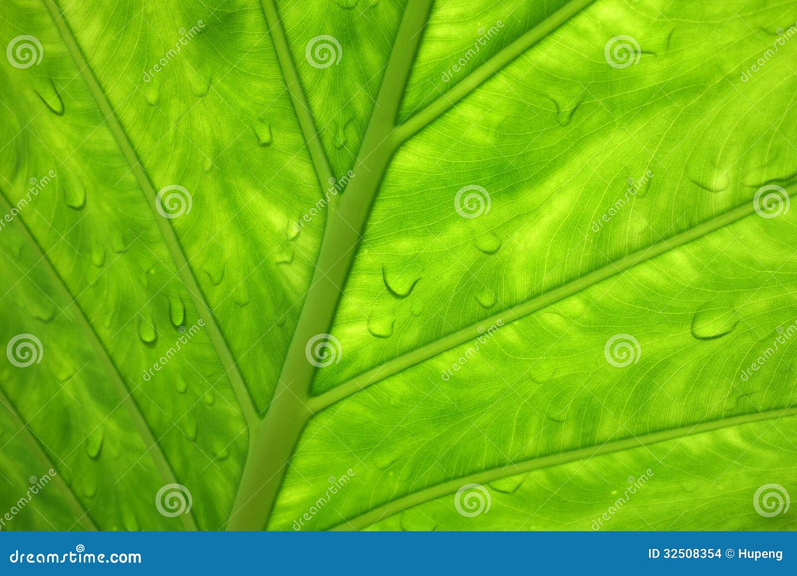 close up van een groen blad mr no pr no 1 63 0
