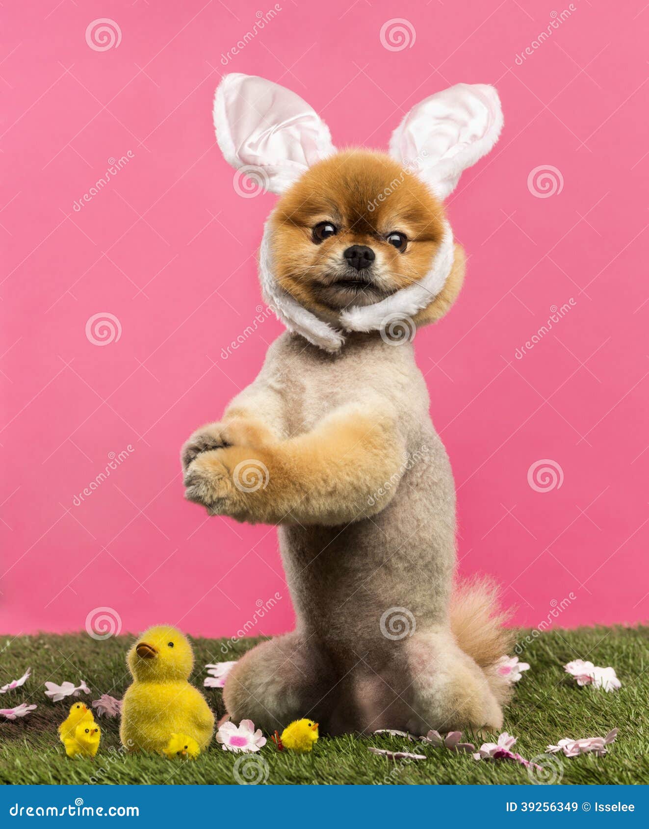 pomeranian hind legs groomed pomeranian standing in grass on hind legs and wearin stock photo image pomeranian hind legs groomed pomeranian standing in grass on hind legs and wearin stock photo image