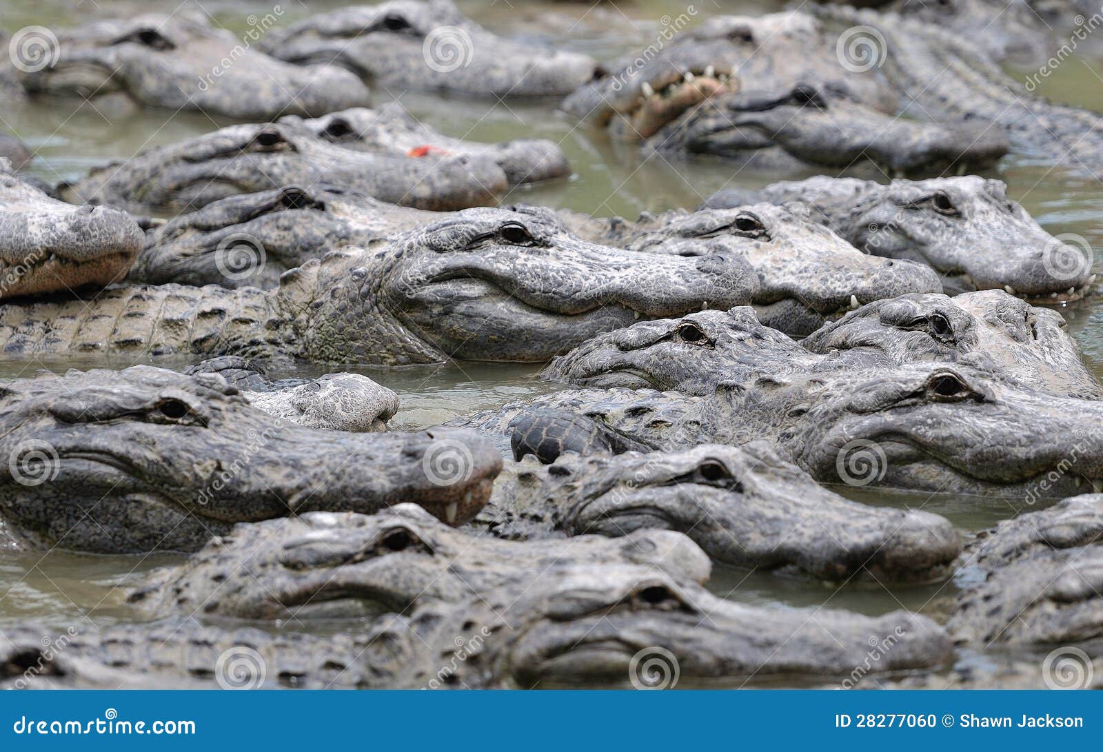 Group Of Alligators 8
