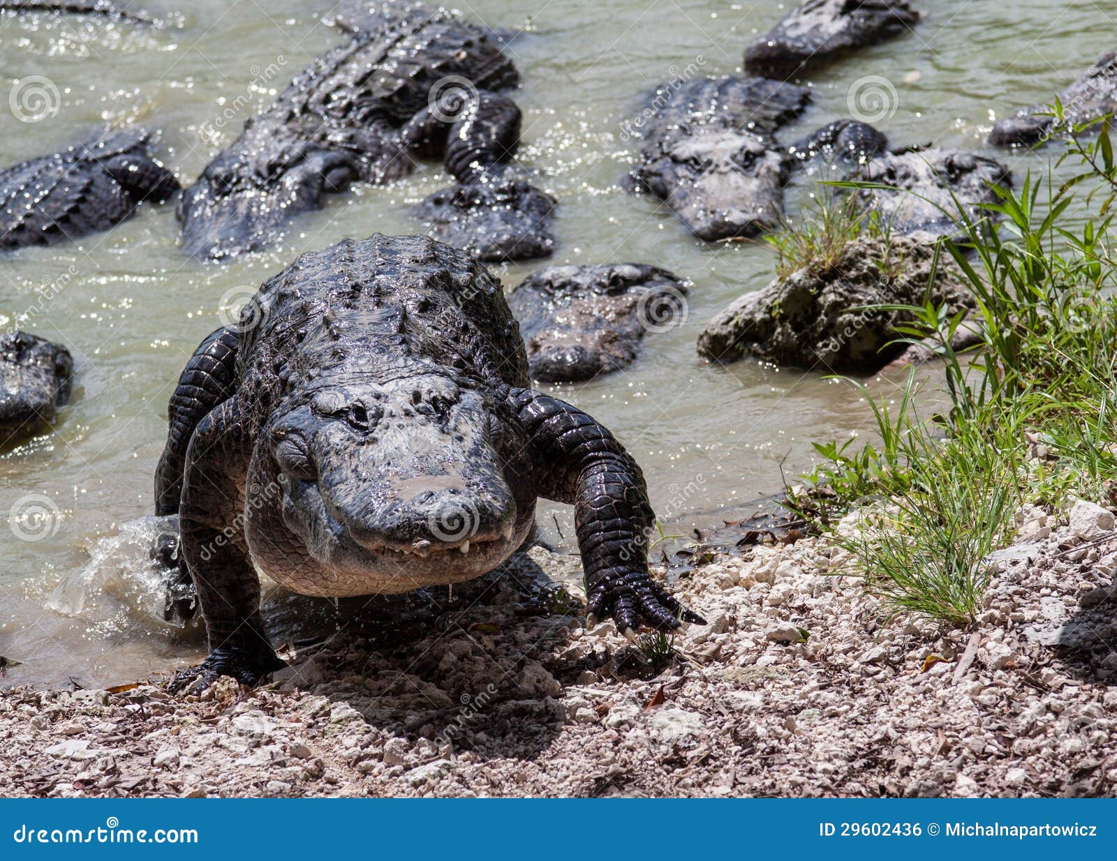 Group Of Alligators 22