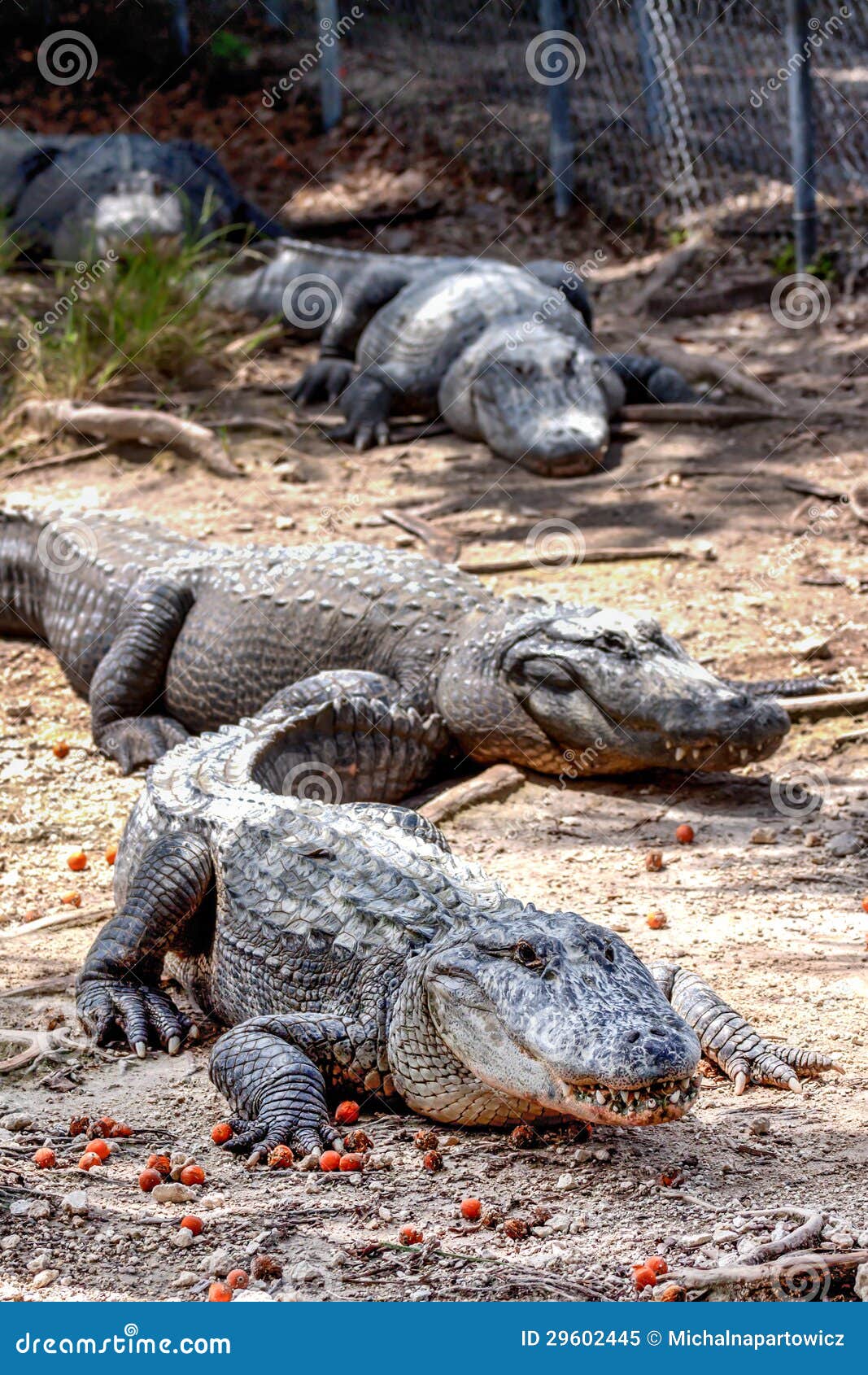 Group Of Alligators 55