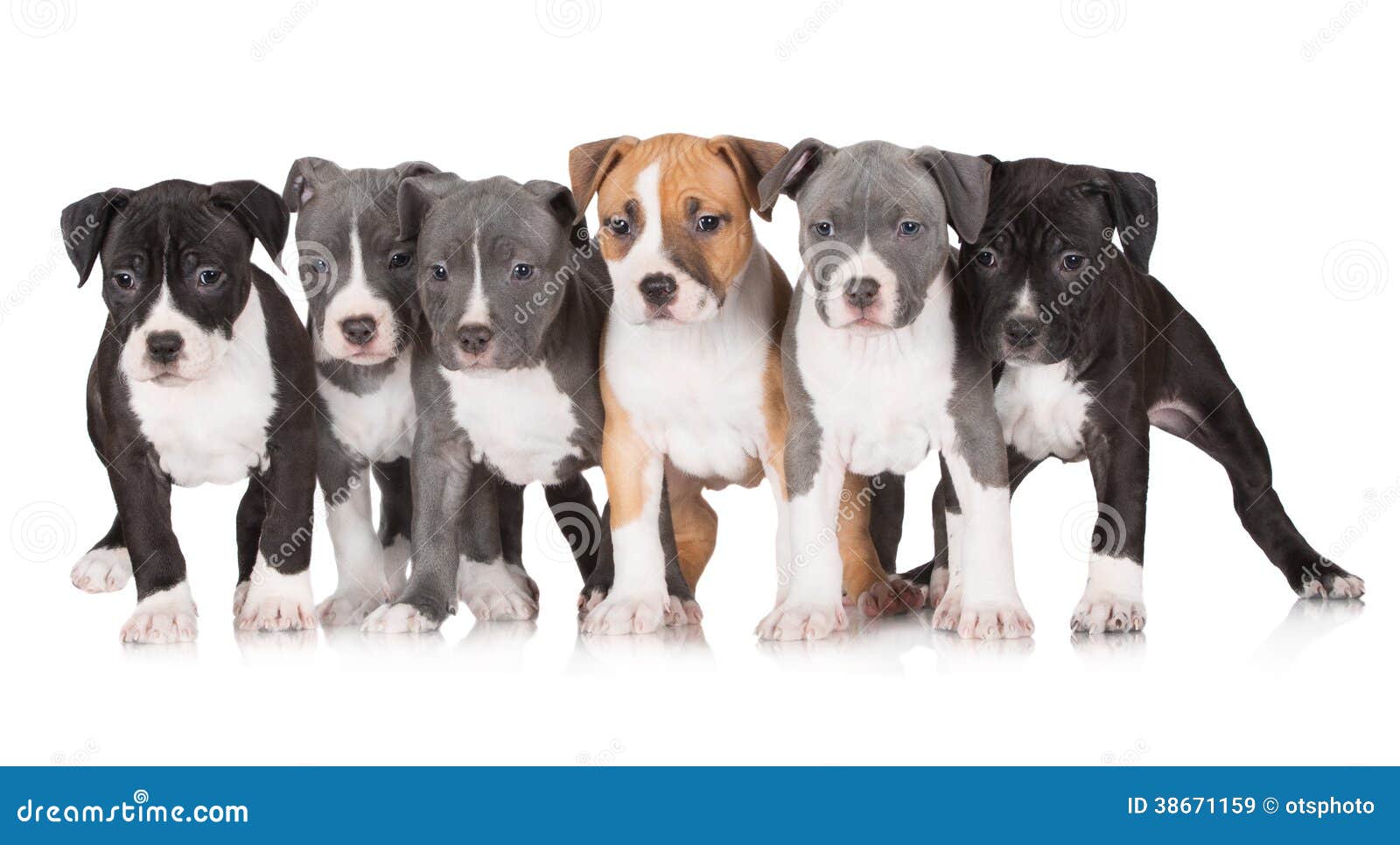 A Group Of American Staffordshire Terrier Puppies Royalty A Group Of American Staffordshire Terrier Puppies Royalty
