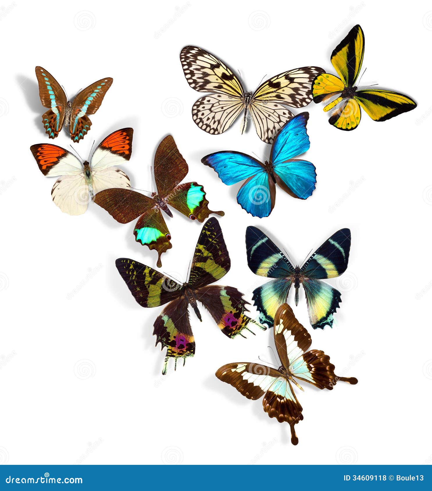 A Group Of Butterflies 22