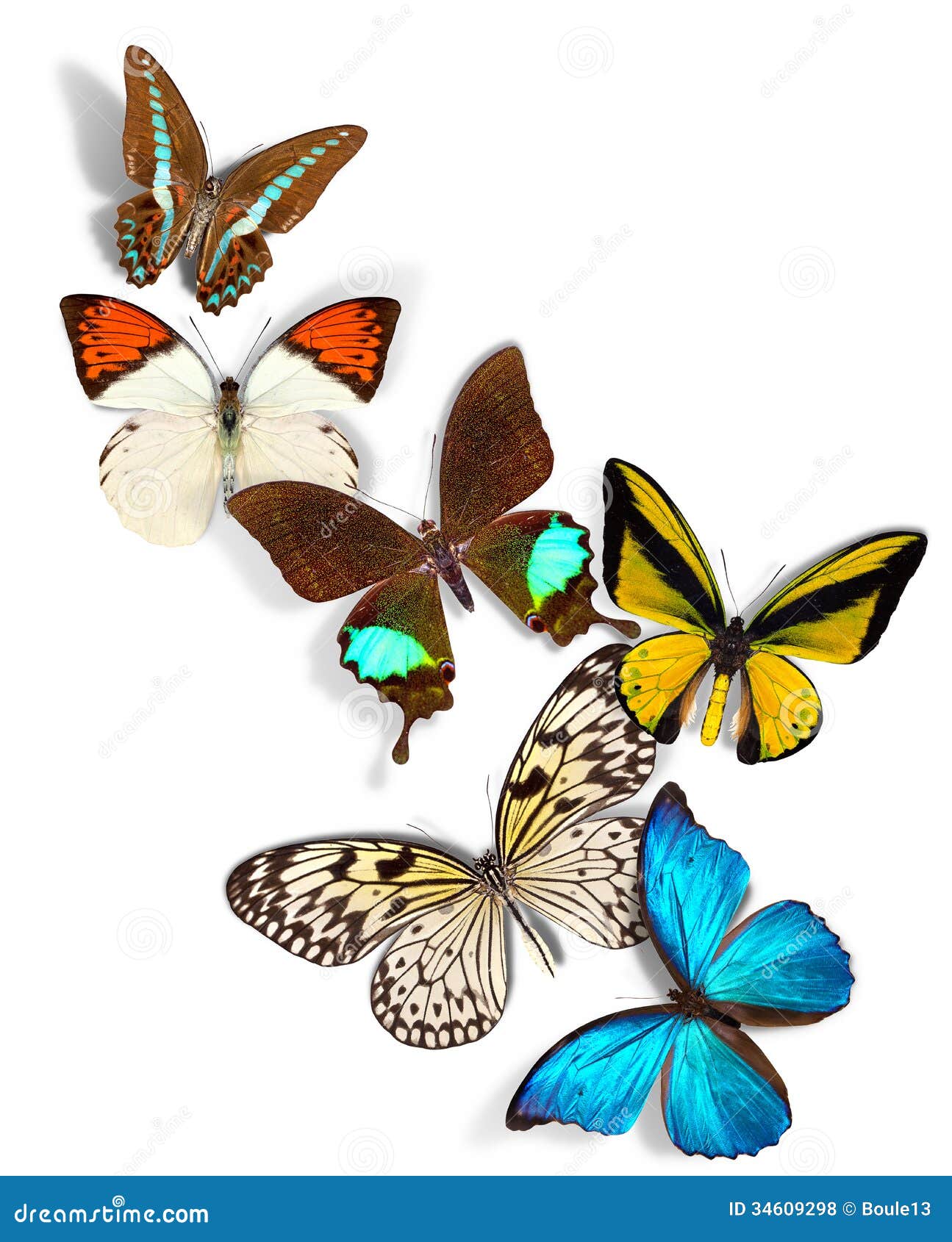 A Group Of Butterflies 103