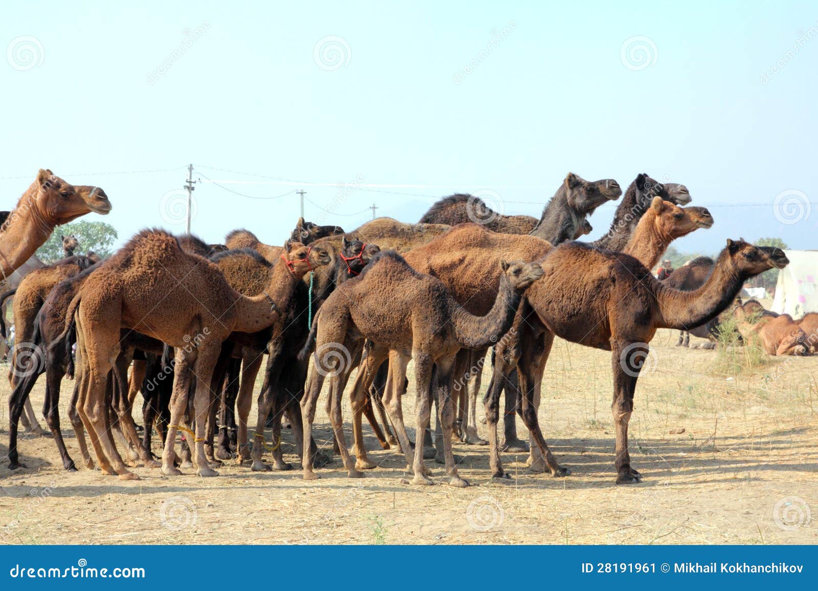 Group Of Camels During Festival In Pushkar Stock Image - Image: 28191961