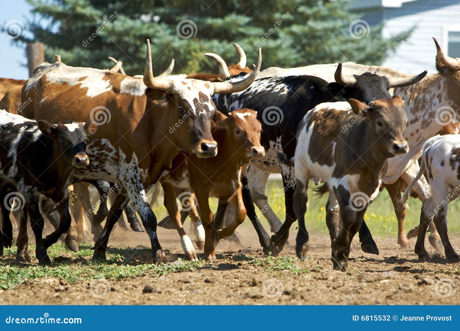 Group Of Cattle 29